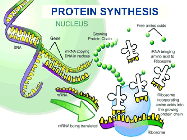 protein synthesis chart